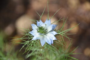 Jozpictsibhzw 最も好ましい ニゲラ 種の取り方 切り花 ニゲラ 種の取り方 切り花